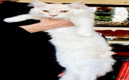 Maine Coon cats for sale: GCCF 5th Generation Pedigree Purebred Maine Coons - Image 12