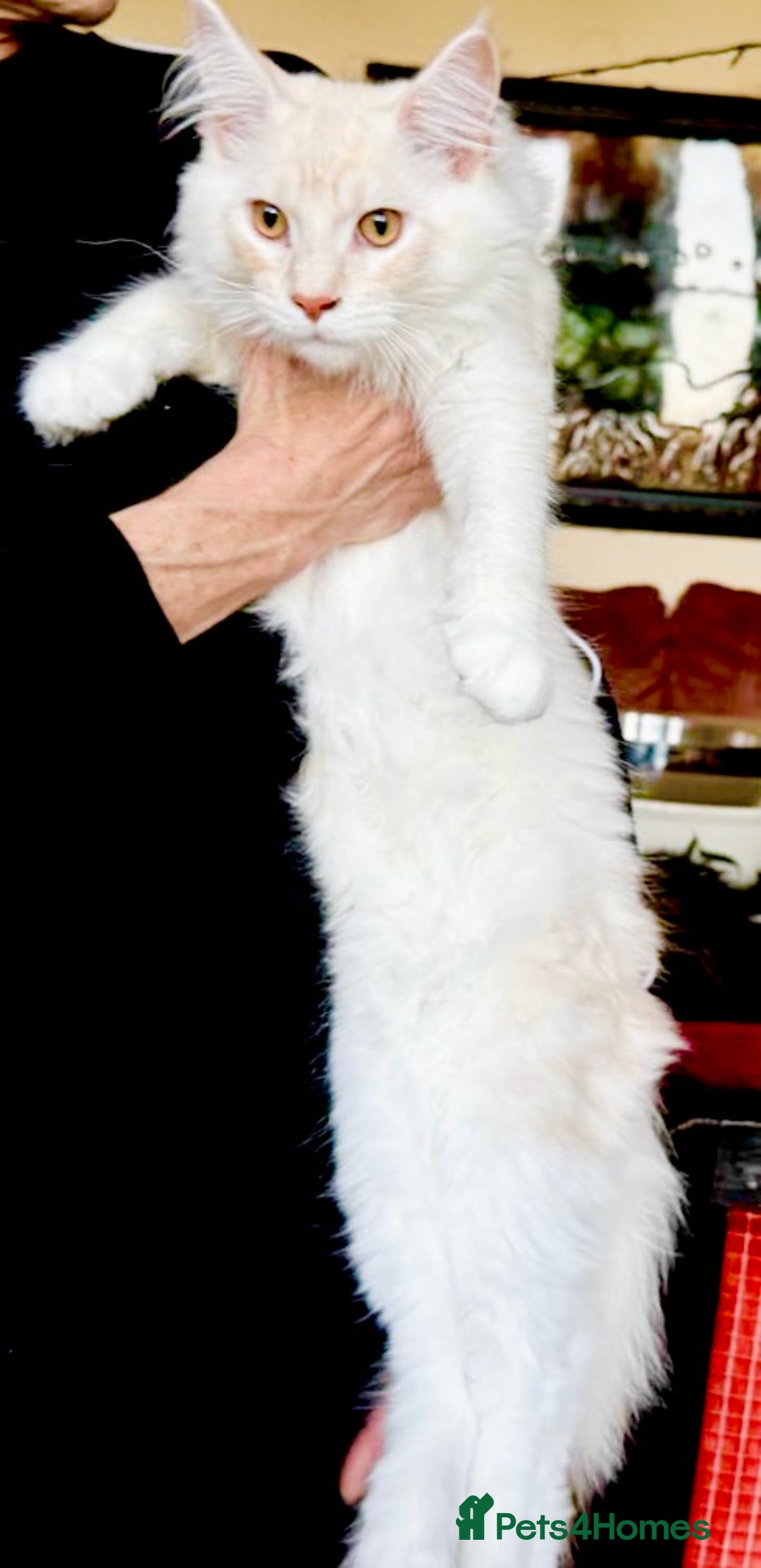 Maine Coon cats for sale: GCCF 5th Generation Pedigree Purebred Maine Coons - Image 12