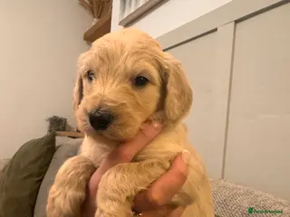 Goldendoodle dogs Beautiful F1b standard Goldendoodle puppies - Advert 13