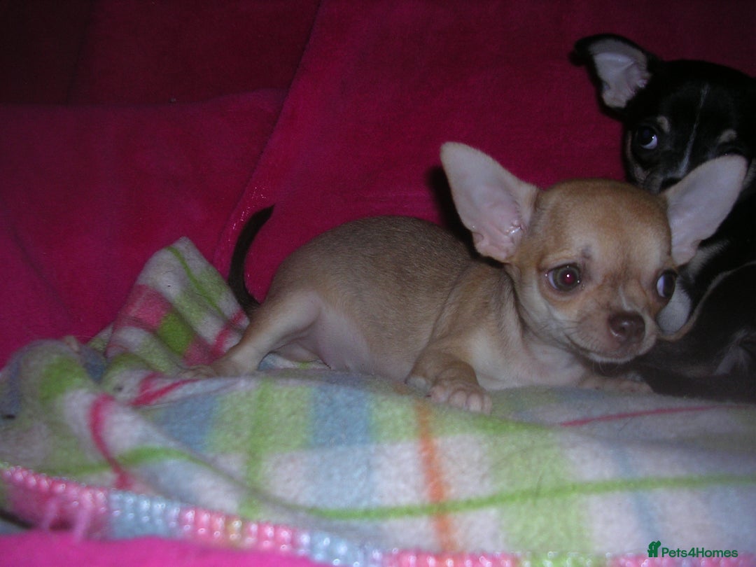 Chihuahua dogs for sale: Pedigree Chihuahua puppies - Image 5