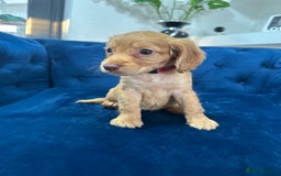 Cocker Spaniel dogs for sale: Beautiful litter of cocker spaniel pups 4 left  - Image 5