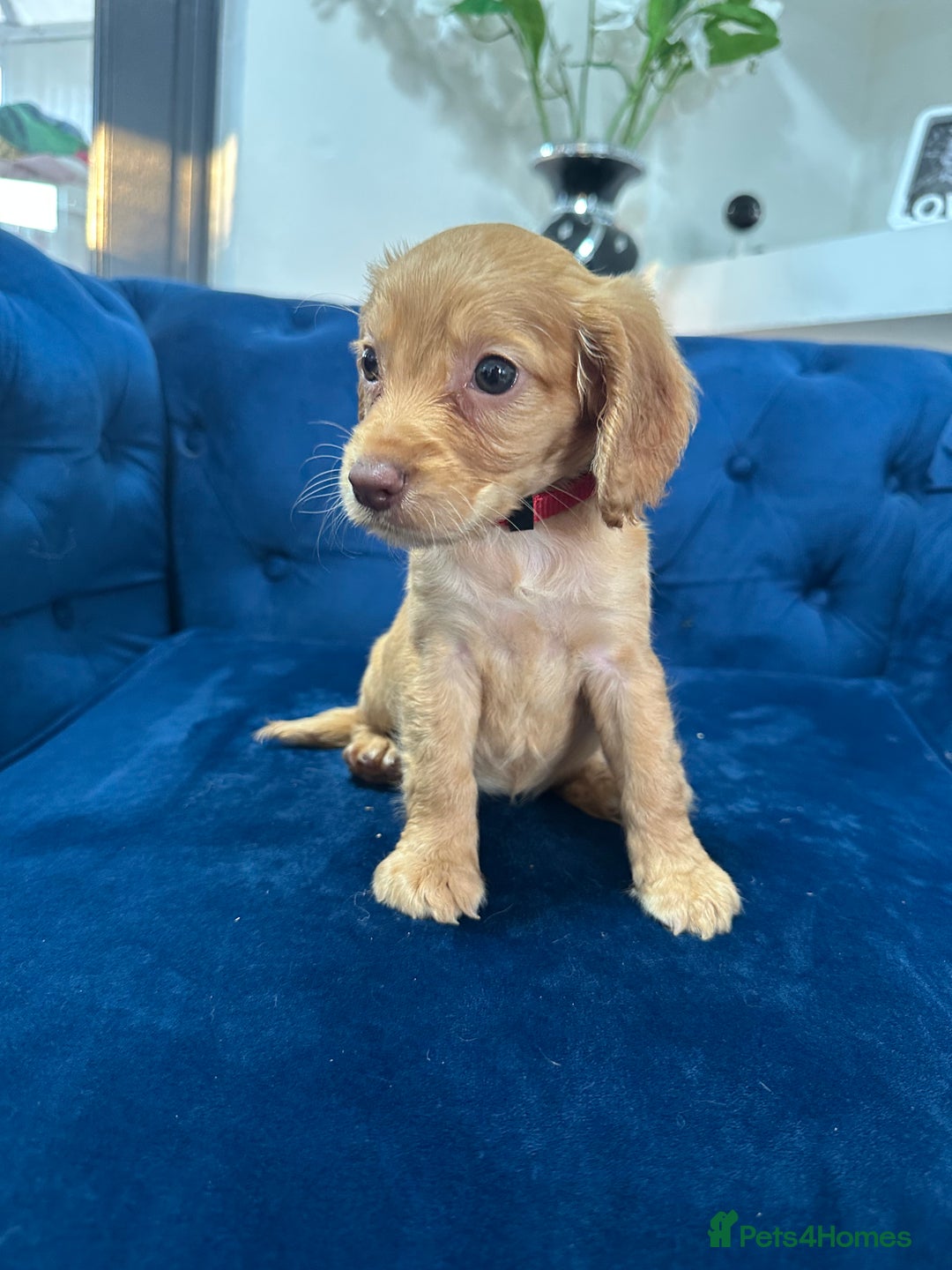 Cocker Spaniel dogs for sale: Beautiful litter of cocker spaniel pups 4 left  - Image 5