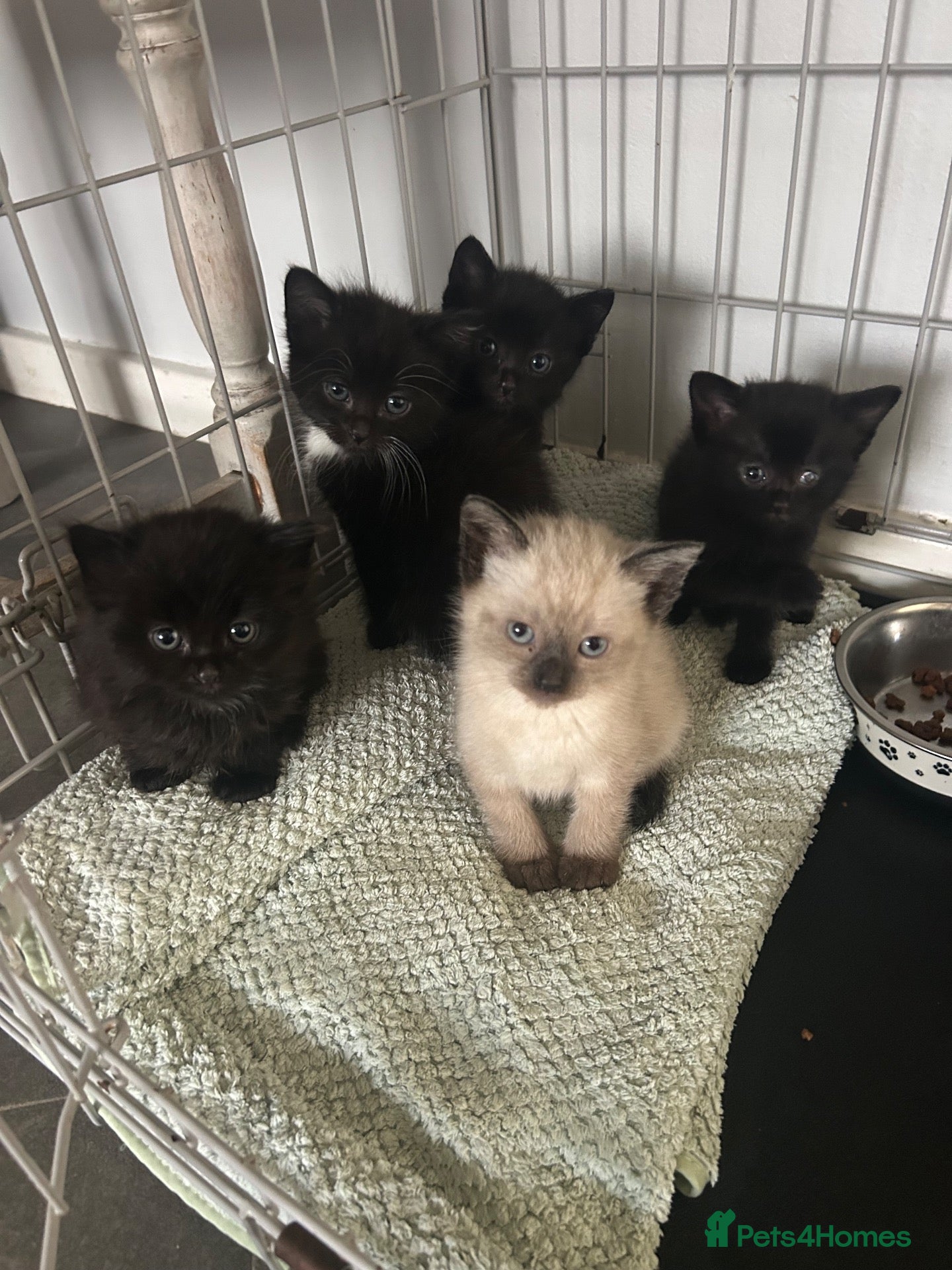 Mixed Breed cats Kittens ready for their new homes now - Advert 2