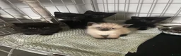 Mixed Breed cats for sale: Kittens ready for their new homes now - Advert 1