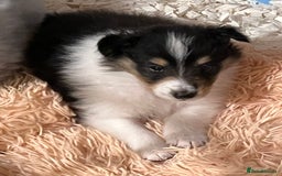 Rough Collie dogs for sale: BEST LAST AVAILABLE PUPPY MALE HEALTH DNA CLEAR  - Image 7