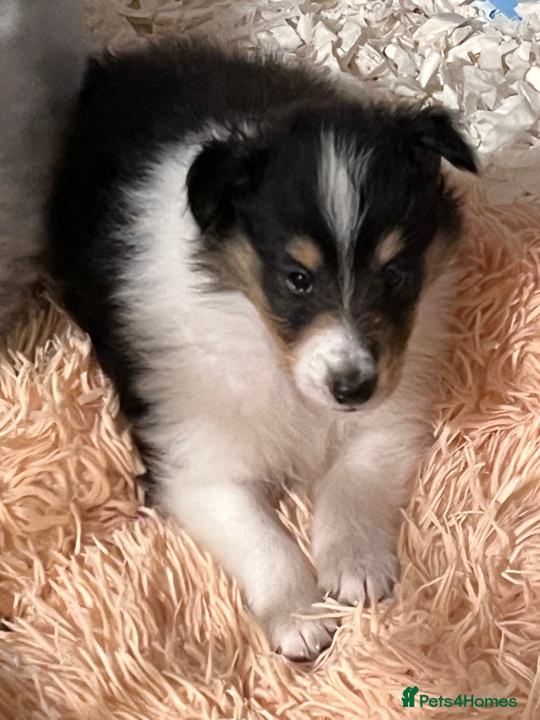 Rough Collie dogs for sale: BEST LAST AVAILABLE PUPPY MALE HEALTH DNA CLEAR  - Image 7