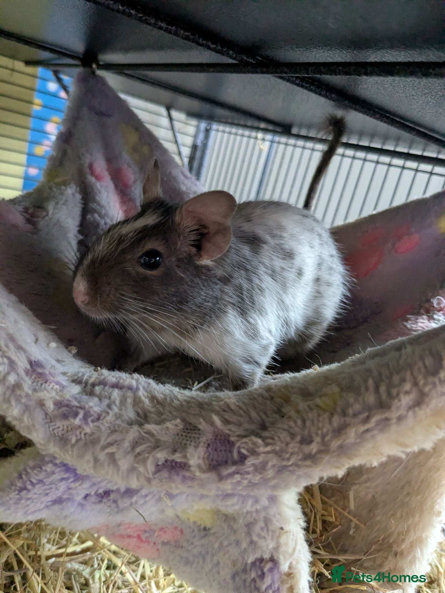 Degus rodents for sale: Female degu approx 10 months old in Fleet - Advert 1