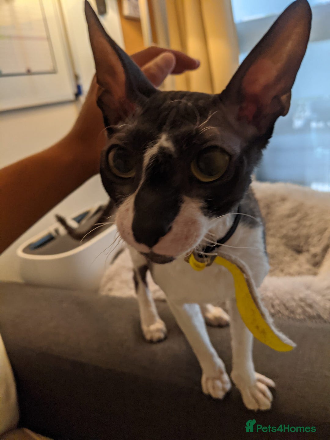 Cornish Rex cats for sale: Selling our beautiful Cornish Rex brothers - Image 17