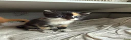 Domestic Shorthair cats for sale: Stunning Domestic Shorthair Kittens - Advert 6