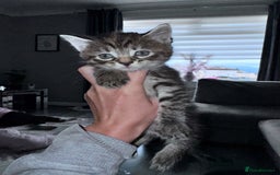 Bengal cats for sale: Stunning bengal X kittens - Image 6