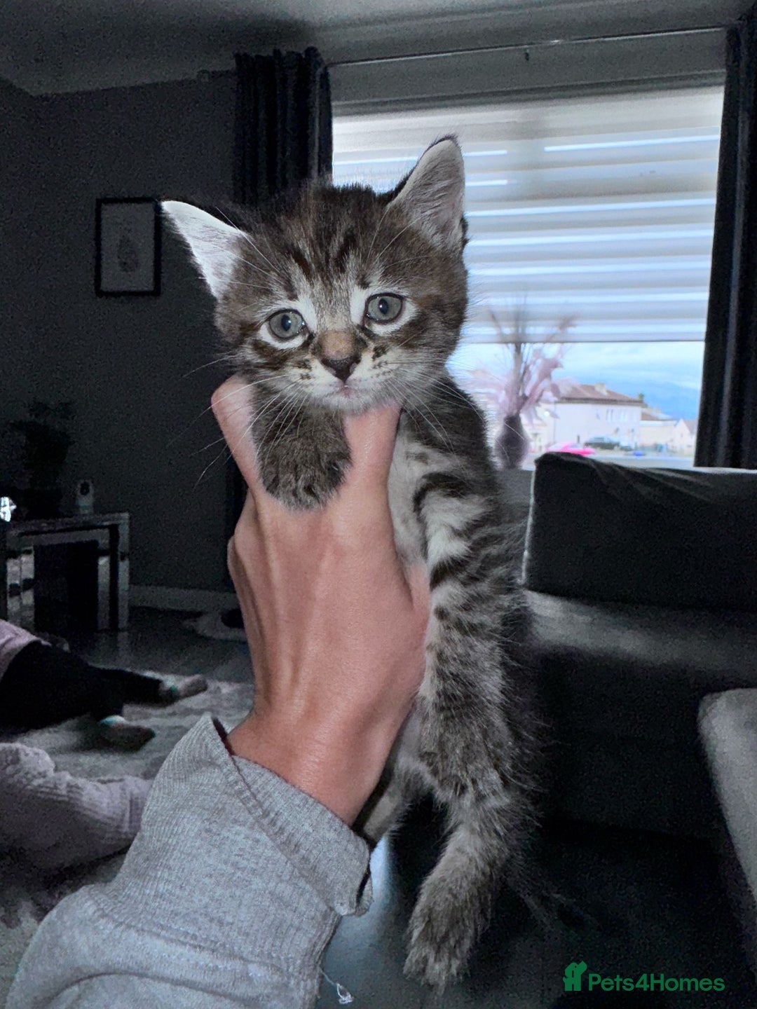 Bengal cats for sale: Stunning bengal X kittens - Image 6