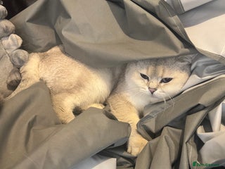 British Shorthair cats in Hounslow - Advert 14