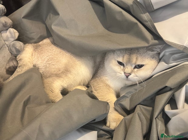 British Shorthair cats in Hounslow - Advert 2