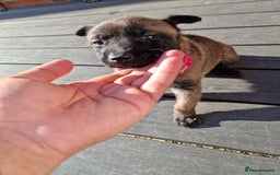 Belgian Shepherd Dog dogs for sale: Beautiful Belgian Malinois Puppies  - Image 2