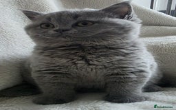 British Shorthair cats for sale: GCCF British Shorthair Kittens Champion Bloodlines - Image 6