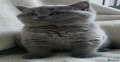 British Shorthair cats - Advert 12