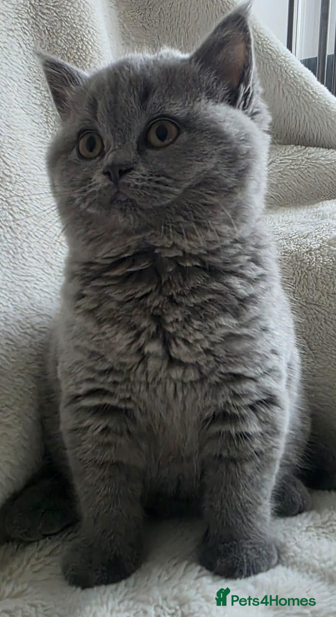 British Shorthair cats for sale: GCCF British Shorthair Kittens Champion Bloodlines - Image 6