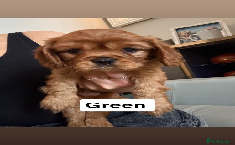 Cavalier King Charles Spaniel dogs - Advert 4