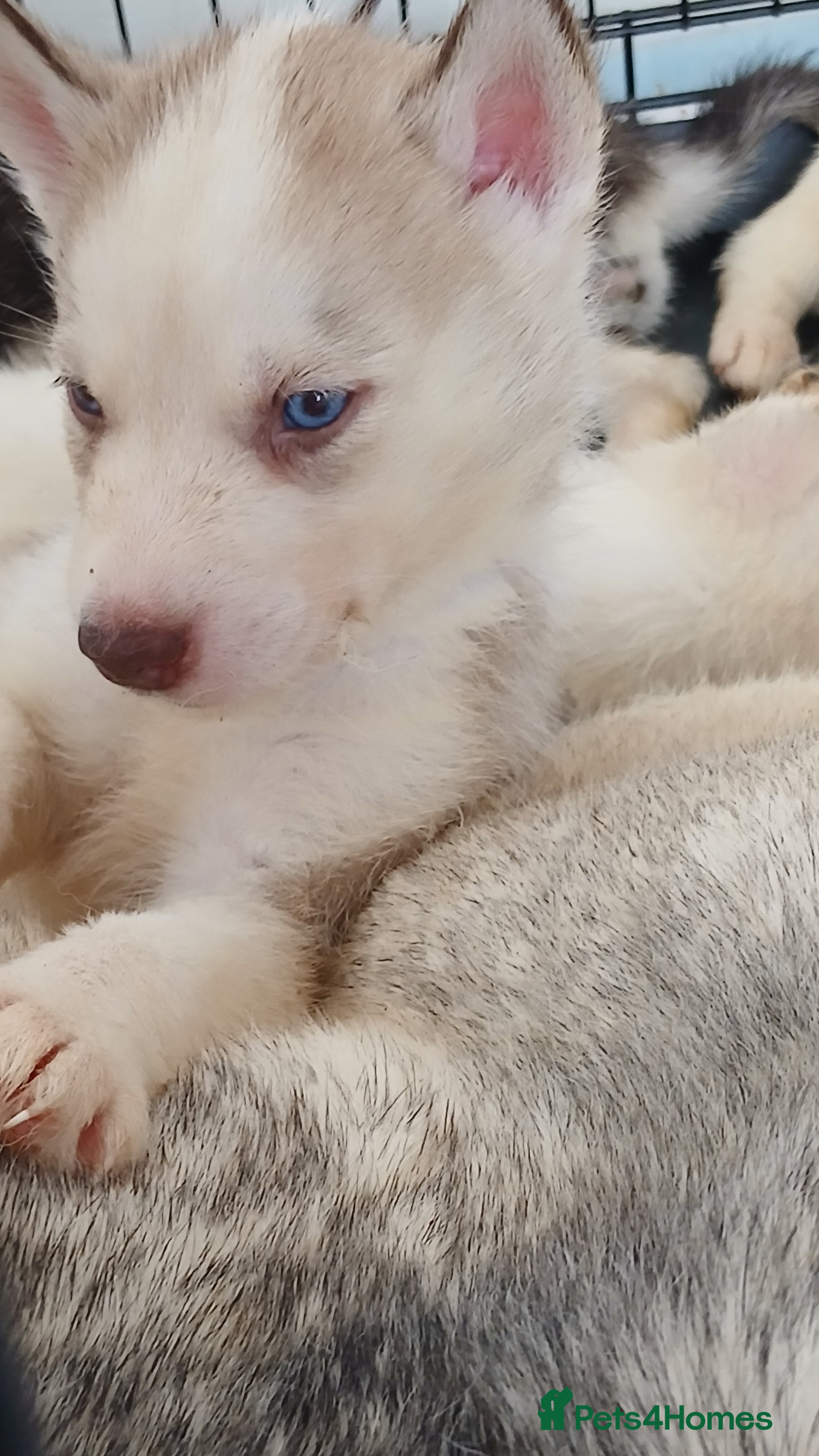 Siberian Husky dogs 3 Stunning Siberian Husky Puppies LEFT – Blue Eyes - Advert 2
