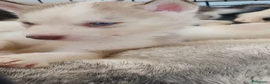 Red collar Champagne/red and white blue eyed baby boy