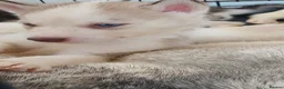 Siberian Husky dogs for sale: 2 LEFT REDUCED Stunning Siberian Husky Puppies - Advert 5