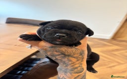 Staffordshire Bull Terrier dogs for sale: Quality black stafford males in Carlisle - Image 10