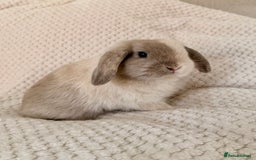 Mini Lop rabbits for sale: 3 x Beautiful Mini Lop Bunnies  - Image 1
