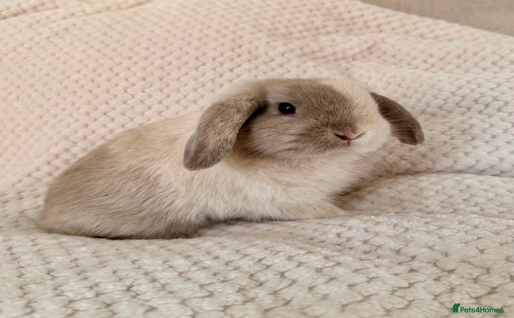 Mini Lop rabbits - Advert 8