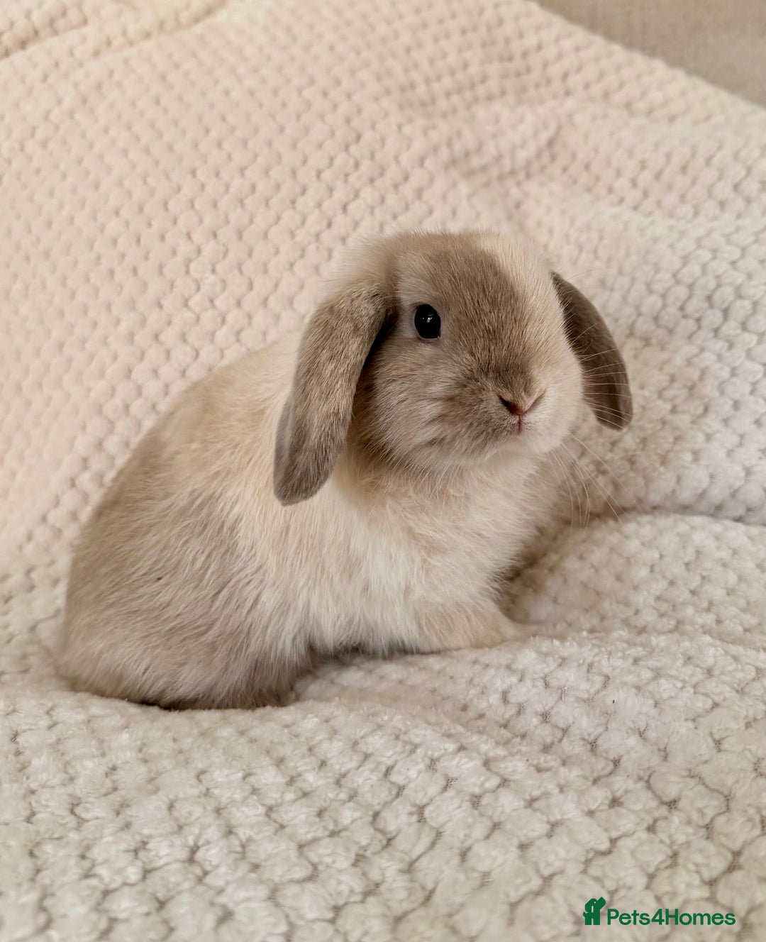 Mini Lop rabbits for sale: 3 x Beautiful Mini Lop Bunnies  - Image 1