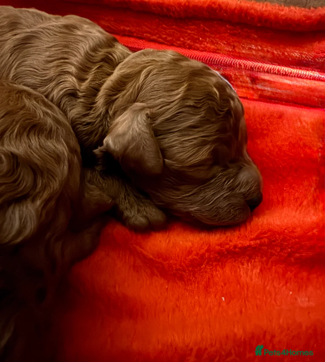 Toy Poodle dogs for sale: Asian Poodle Puppies  - Advert 1