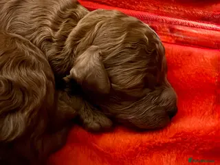 Toy Poodle dogs Asian Poodle Puppies - Advert 4