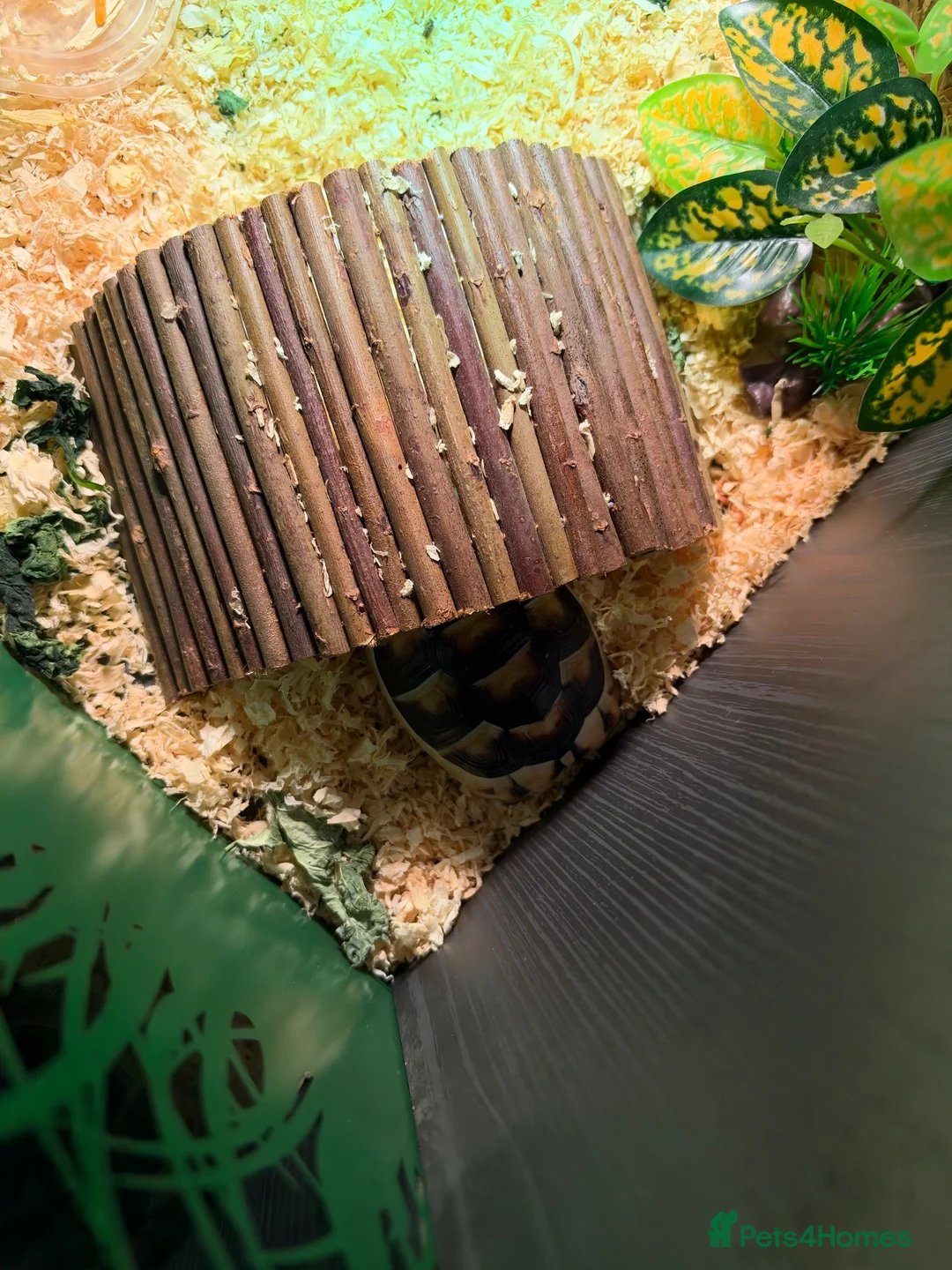 Tortoise reptiles for sale: Tortoise  - Advert 2