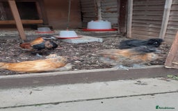 Mixed Breed birds for sale: Bantums - Image 1