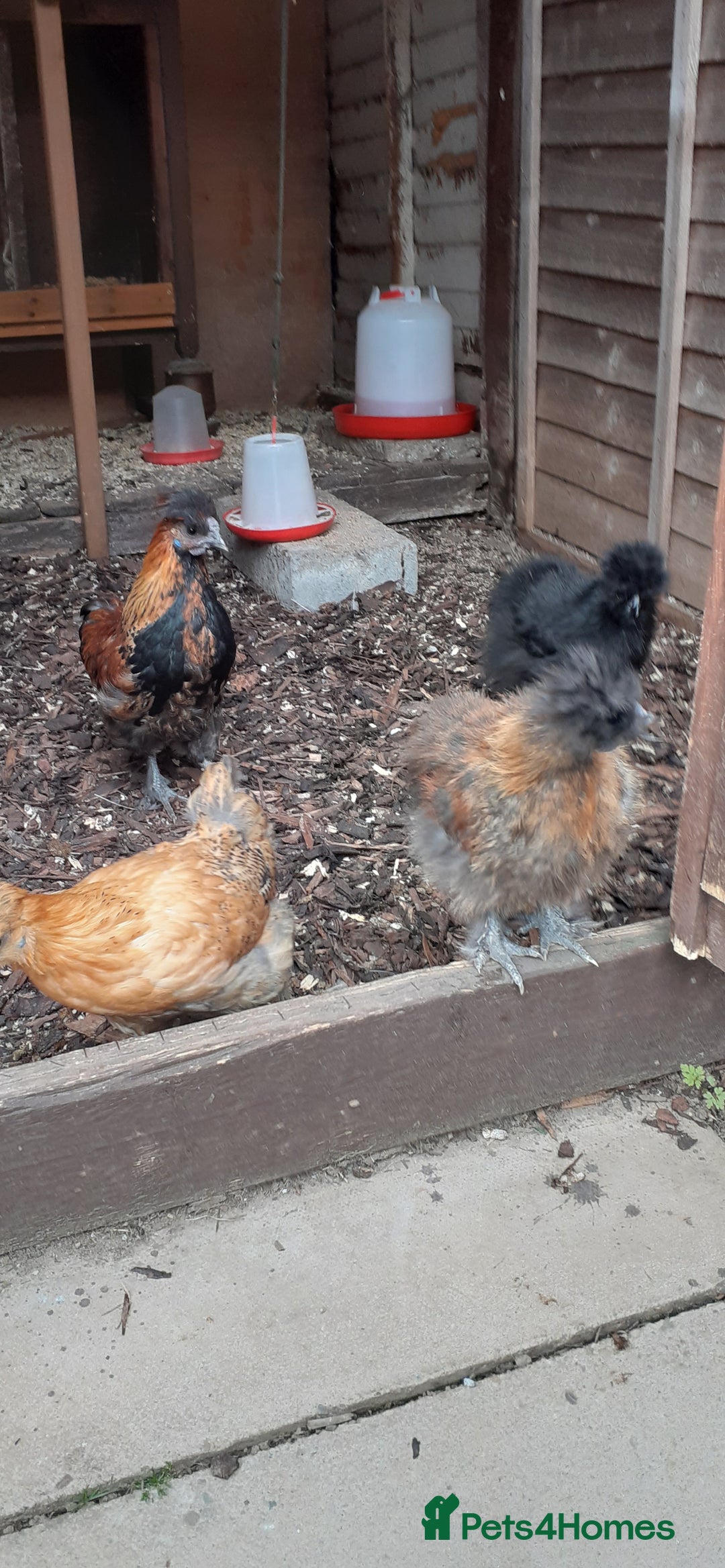 Mixed Breed birds for sale: Bantums - Image 1