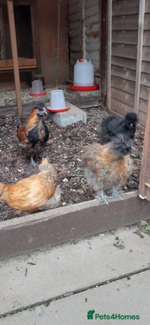 Mixed Breed birds - Advert 3