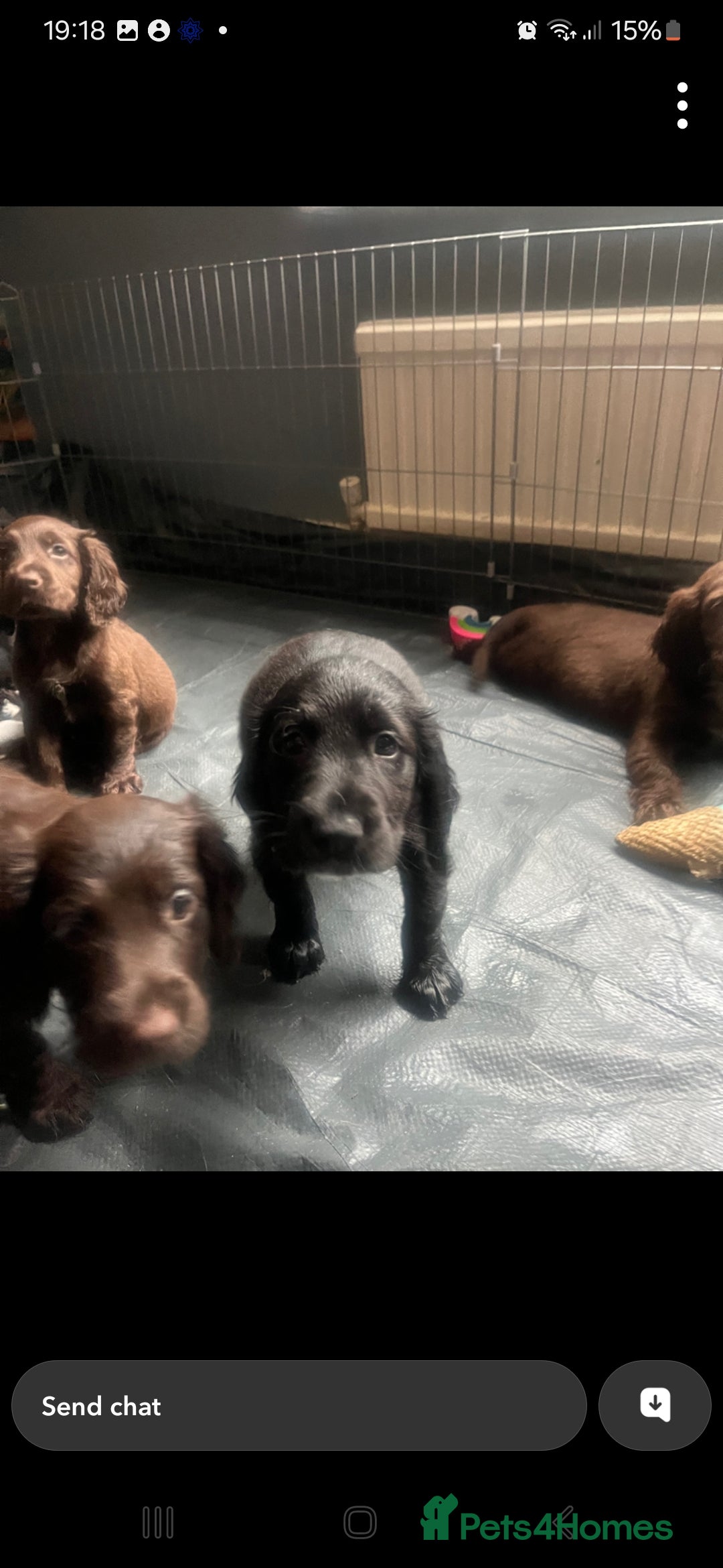 Cocker Spaniel dogs for sale:  Cocker spaniel puppies  - Image 27
