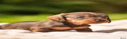 Dachshund dogs for sale: Rare Standard Wire Haired Dapple Dachshunds  in Leicester - Advert 7