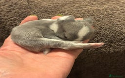 Mini Lop rabbits for sale: Extremely friendly mini lop babies for sale  - Image 23
