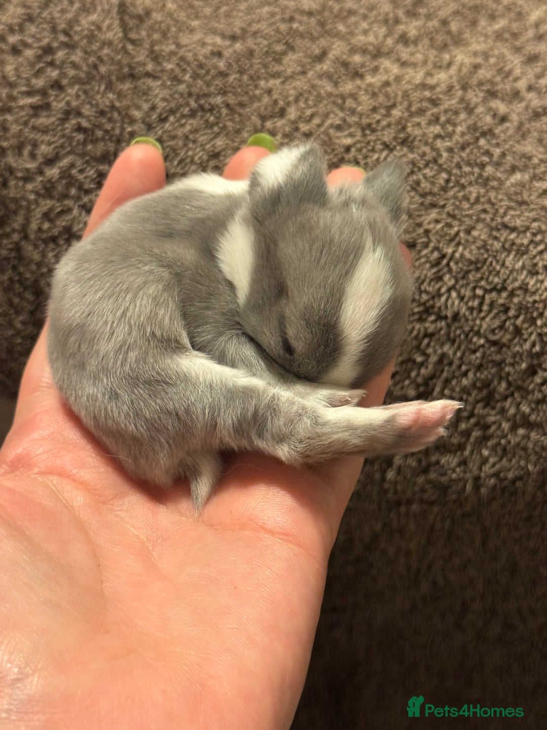 Mini Lop rabbits for sale: Extremely friendly mini lop babies for sale  - Image 23