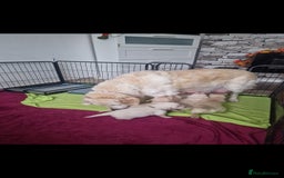 Golden Retriever dogs for sale: 🐾🐕 3 male Golden Retriever Puppies 🐶 🐕‍🦺 - Image 6