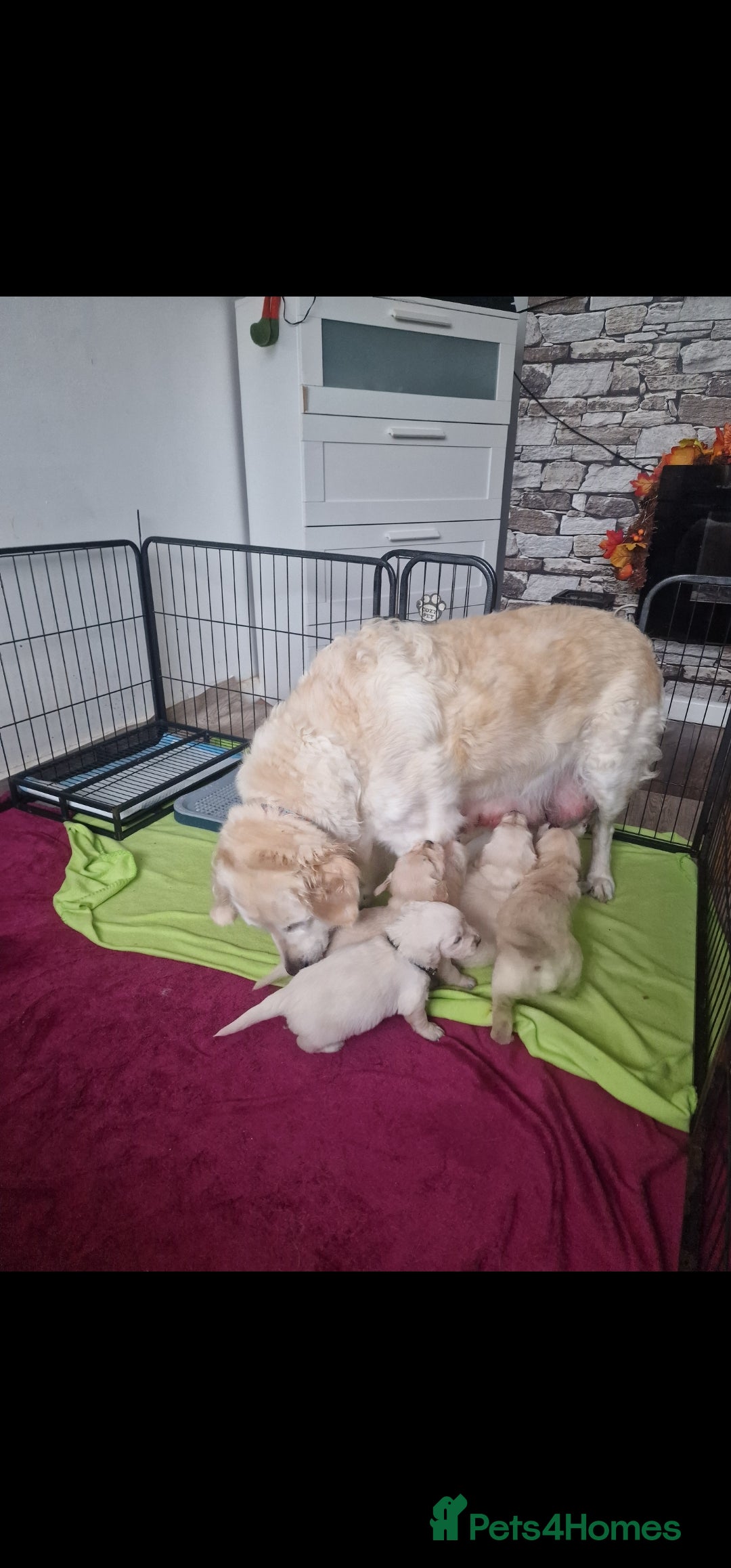 Golden Retriever dogs for sale: 🐾🐕 3 male Golden Retriever Puppies 🐶 🐕‍🦺 - Image 6