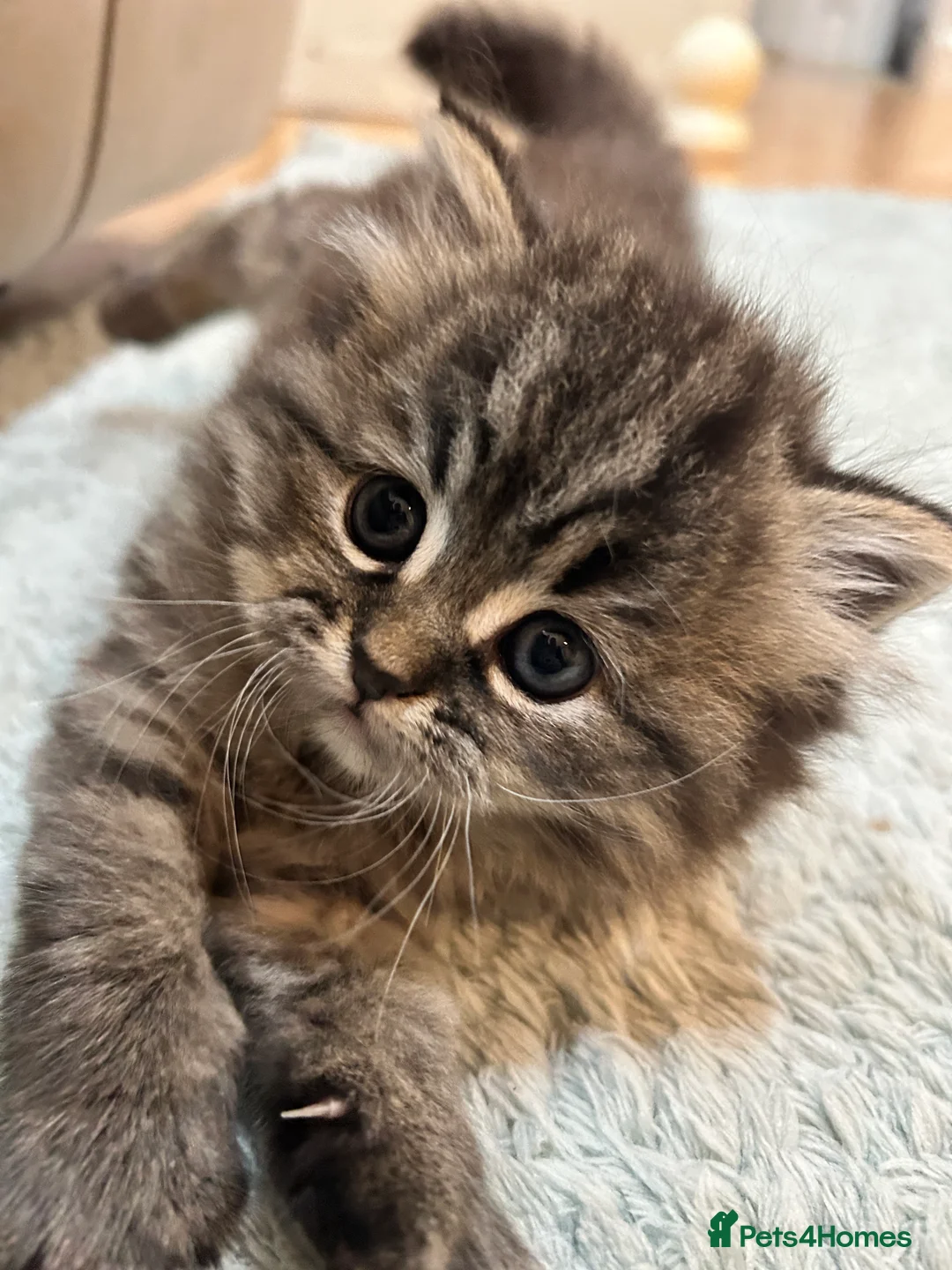 Persian cats for sale: Beautiful Blue Smoked Persian Kitten - Advert 3