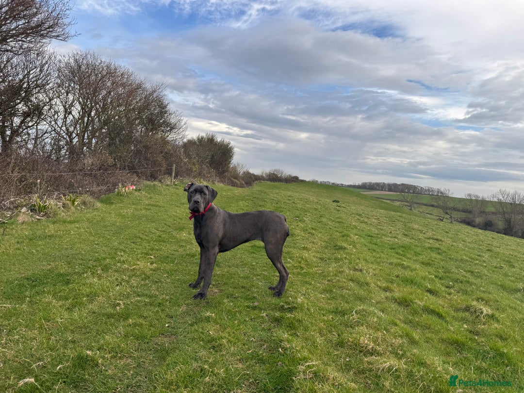 Cane Corso dogs for sale: Lovely Cane Corso - Image 2