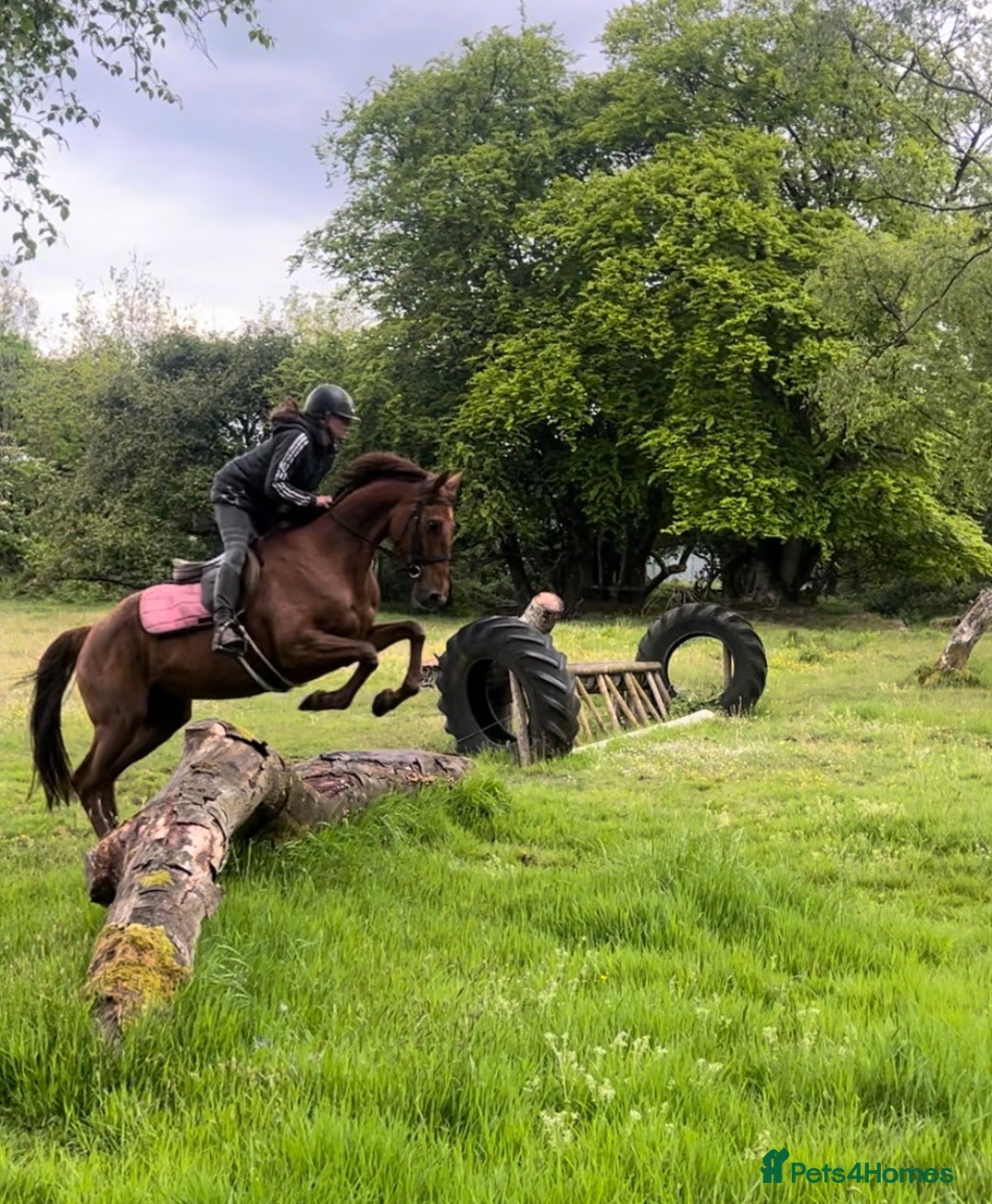 Irish Thoroughbred horses for sale: 6 yr old allrounder, 15.2, Irish mare in Bargoed - Image 25