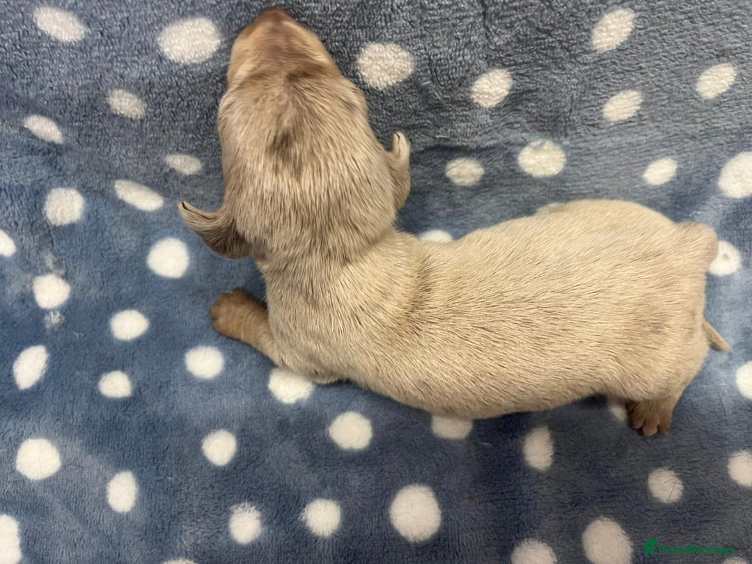 Miniature Dachshund dogs for sale: ⭐️🐾💖💙KC REG💙💖🐾⭐️5 star breeder   - Advert 5