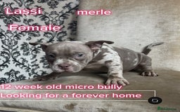 American Bully dogs for sale: ( Micro Bullys) - Image 3