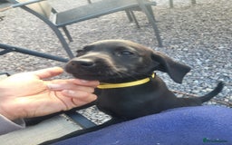 Labrador Retriever dogs for sale: Working labrador puppies  - Image 13