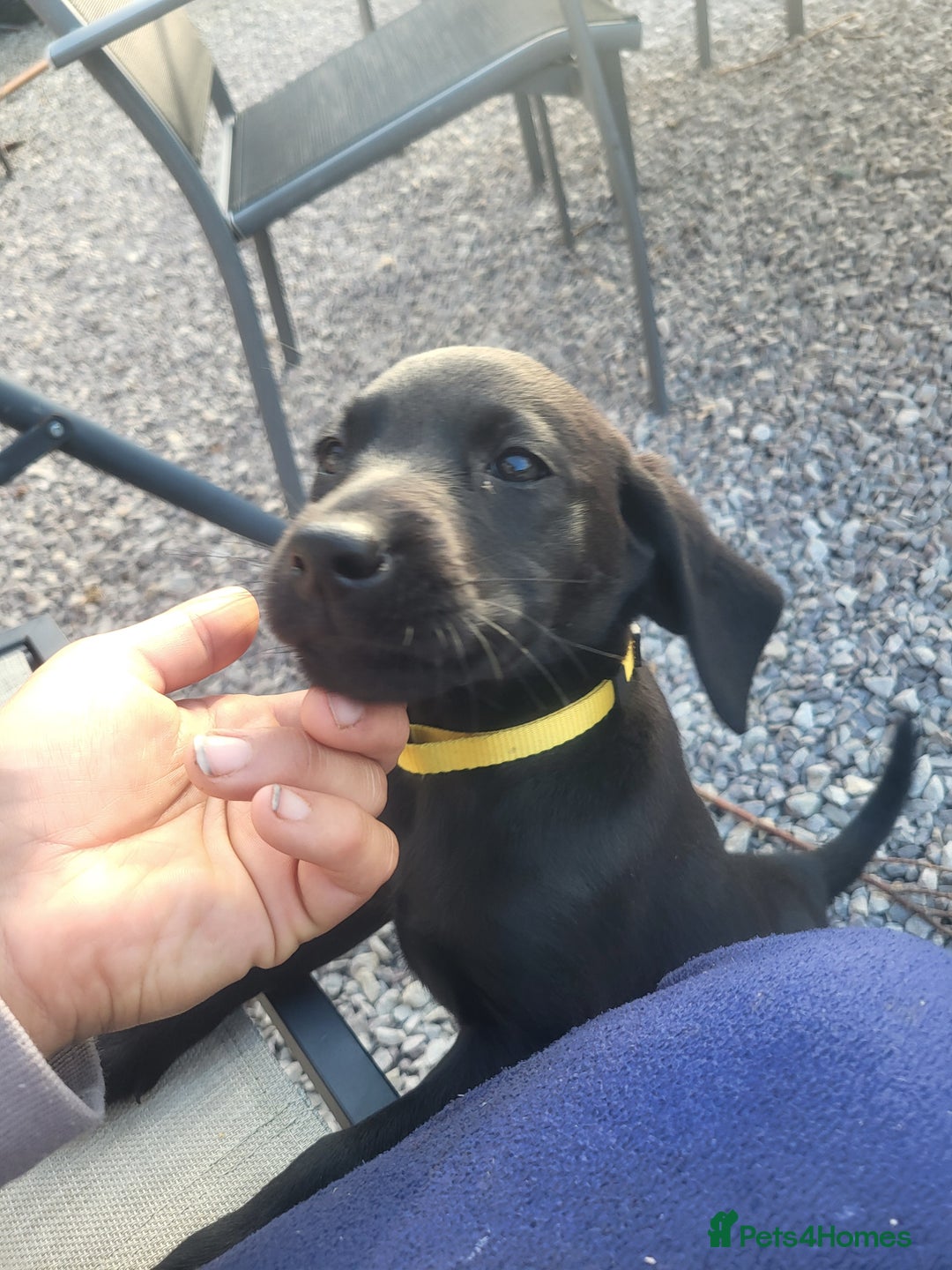 Labrador Retriever dogs for sale: Working labrador puppies  - Image 13