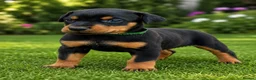 Dobermann dogs for sale: KC registered 1 Doberman puppy  in London - Advert 3