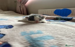 Mixed Breed cats for sale: Adorable fluffy kittens  - Image 8